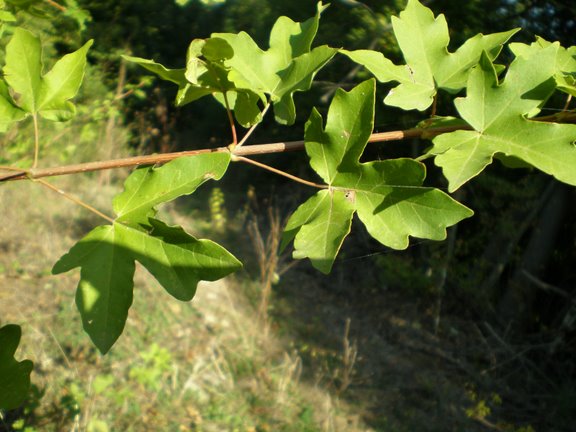 Acer campestre